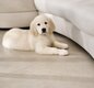 Golden retriever blanc