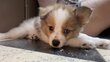 Spitz Allemand à adopter