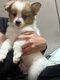 Spitz Allemand à adopter