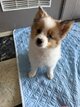 Spitz Allemand à adopter