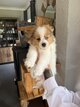 Spitz Allemand à adopter
