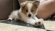 Spitz Allemand à adopter