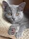 Magnifiques chatons Chartreux disponibles Août