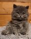 British longhair Bleu