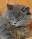 British longhair Bleu