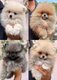 Magnifiques chiots Loulou de Poméranie nain...