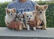 Chiot Pomchi