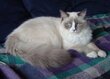 Chatte Ragdoll