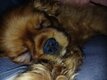 Cavalier king charles