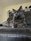 Maine Coon
