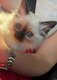 Chatons mâles et femelles Sacré de birmanie