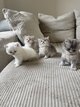 Magnifiques british longhair