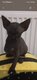 3  chatons femelle sphynx a reservee