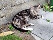 Chat tigré aux yeux verts