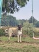 🐾   donner   Berger d Anatolie (Kangal)...