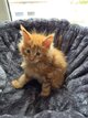 Chaton Maine Coon