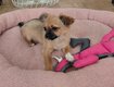 Chiot Chihuahua poils court