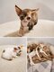 Chaton devon rex loof