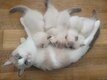 Chaton ragdoll eleve a la maison