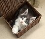 Chatons Maine Coon disponibles