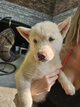 Chiot husky disponible