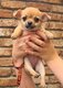 Chiots chihuahua