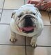 Femelles bulldog anglais