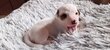 Chiot Jack Russell