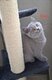 Chatons british Shorthair