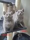Chatons british Shorthair