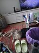 Maine Coon femelle stérilisée.6 ans.    vendre