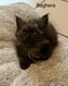 Chatons polydactiles