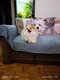 Petit spitz pour saillie