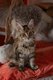 Ravissants chatons Brown tortie mackerel
