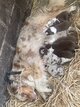 Magnifique chiot berger australien