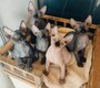 5 bébés sphynx a la réservation