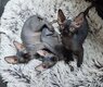 5 bébés sphynx a la réservation