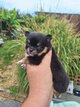 Magnifique pomchi