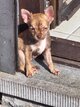 Magnifique chihuahua