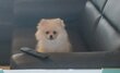 Spitz pomeraniens femelle pédigrée saint-hubert