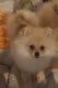 Spitz pomeraniens femelle pédigrée saint-hubert