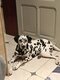 Femelle dalmatien à vendre