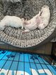 Chiots bichon maltais