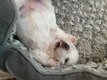 Chiots bichon maltais
