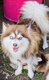 Petite Pomsky [cherche] famille