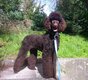 1 jeune caniche royal marron