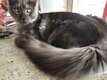 Splendide mainecoon black smoke [cherche] sa...