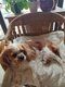 Cavalier king charles femelle de 2 ans réformée...