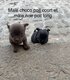 Adorables chiots chihuahuas mâles  🐾