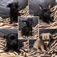 5 Adorables chiots chihuahuas mâles